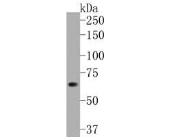 Invitrogen GBP1 Recombinant Rabbit Monoclonal Antibody (JE60-78) 100 &mu;L;