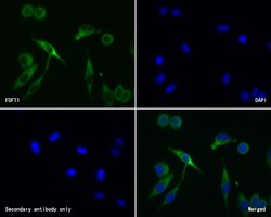 Invitrogen FDFT1 Recombinant Rabbit Monoclonal Antibody (JE60-69) 100 &mu;L;
