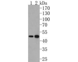 Invitrogen FDFT1 Recombinant Rabbit Monoclonal Antibody (JE60-69) 100 &mu;L;