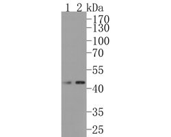 Invitrogen FDFT1 Recombinant Rabbit Monoclonal Antibody (JE60-69) 100 &mu;L;