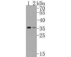 Invitrogen CDCA5 Recombinant Rabbit Monoclonal Antibody (JE59-54) 100 &mu;L;
