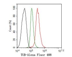 TUB Recombinant Rabbit Monoclonal Antibody (JE58-75):Antibodies, Recombinant