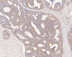 Invitrogen FKTN Recombinant Rabbit Monoclonal Antibody (JE58-81) 100 &mu;L;