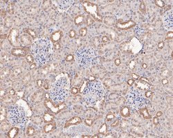 Invitrogen FKTN Recombinant Rabbit Monoclonal Antibody (JE58-81) 100 &mu;L;