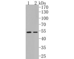 Invitrogen FKTN Recombinant Rabbit Monoclonal Antibody (JE58-81) 100 &mu;L;