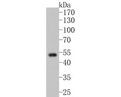 Invitrogen FKTN Recombinant Rabbit Monoclonal Antibody (JE58-81) 100 &mu;L;