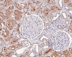 Invitrogen Tug Recombinant Rabbit Monoclonal Antibody (JE59-09) 100 &mu;L;