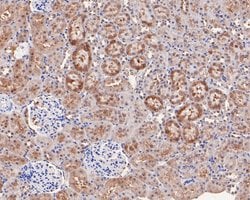 Invitrogen Tug Recombinant Rabbit Monoclonal Antibody (JE59-09) 100 &mu;L;