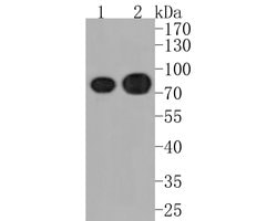 Invitrogen Tug Recombinant Rabbit Monoclonal Antibody (JE59-09) 100 &mu;L;