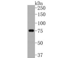 Invitrogen Tug Recombinant Rabbit Monoclonal Antibody (JE59-09) 100 &mu;L;