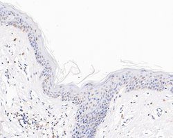 Invitrogen SRP19 Recombinant Rabbit Monoclonal Antibody (JE59-23) 100 &mu;L;