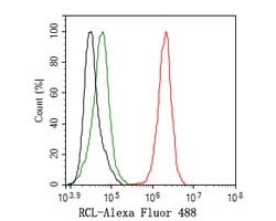 Invitrogen RCL Recombinant Rabbit Monoclonal Antibody (JE59-29) 100 &mu;L;