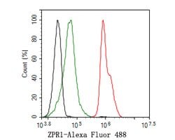 Invitrogen ZPR1 Recombinant Rabbit Monoclonal Antibody (JE58-88) 100 &mu;L | Buy Online | Invitrogen&trade; | Fisher Scientific