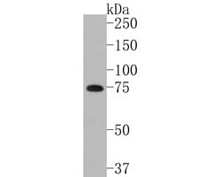 Invitrogen CPSF3 Recombinant Rabbit Monoclonal Antibody (JE59-11) 100 &mu;L;