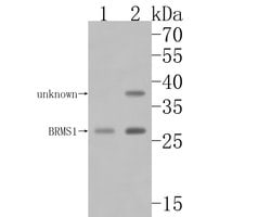 Invitrogen BRMS1 Recombinant Rabbit Monoclonal Antibody (JE56-82) 100 &mu;L;