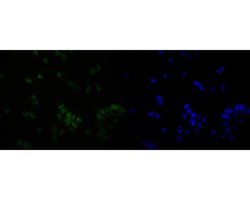 Invitrogen OLIG3 Recombinant Rabbit Monoclonal Antibody (JE56-40) 100 &mu;L;