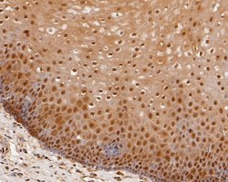 Invitrogen OLIG3 Recombinant Rabbit Monoclonal Antibody (JE56-40) 100 &mu;L;
