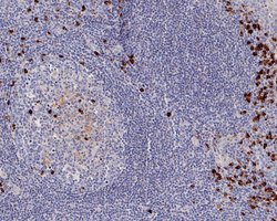Invitrogen Kappa Light Chain Recombinant Rabbit Monoclonal Antibody (JE56-54)