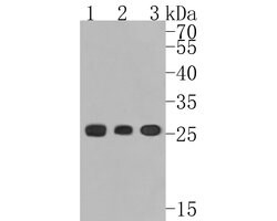 Invitrogen Kappa Light Chain Recombinant Rabbit Monoclonal Antibody (JE56-54)