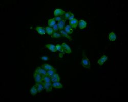 Invitrogen HDGF Recombinant Rabbit Monoclonal Antibody (JE56-90) 100 &mu;L;