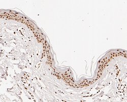 Invitrogen HDGF Recombinant Rabbit Monoclonal Antibody (JE56-90) 100 &mu;L;