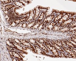 Invitrogen HDGF Recombinant Rabbit Monoclonal Antibody (JE56-90) 100 &mu;L;
