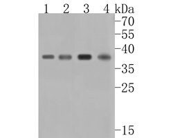 Invitrogen HDGF Recombinant Rabbit Monoclonal Antibody (JE56-90) 100 &mu;L;