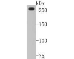 Invitrogen CHD3 Recombinant Rabbit Monoclonal Antibody (JE57-05) 100 &mu;L;