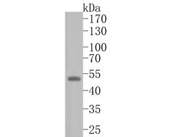 Invitrogen WIPI1 Recombinant Rabbit Monoclonal Antibody (JE56-92) 100 μL;