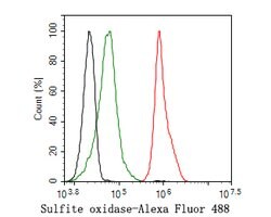Invitrogen SUOX Recombinant Rabbit Monoclonal Antibody (JE56-74) 100 &mu;L;