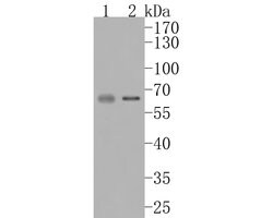 Invitrogen SUOX Recombinant Rabbit Monoclonal Antibody (JE56-74) 100 &mu;L;