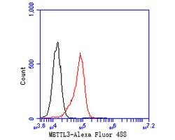 Invitrogen METTL3 Recombinant Rabbit Monoclonal Antibody (JE58-20) 100