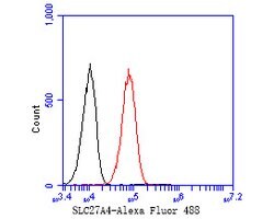 Invitrogen SLC27A4 Recombinant Rabbit Monoclonal Antibody (JE58-29) 100