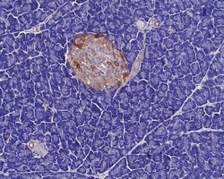 Invitrogen GNAS Monoclonal Antibody (A8F11) 100 &mu;L; Unconjugated:Antibodies,