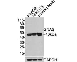 Invitrogen GNAS Monoclonal Antibody (A8F11) 100 &mu;L; Unconjugated:Antibodies,