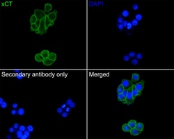 Invitrogen&trade;&nbsp;SLC7A11 Recombinant Mouse Monoclonal Antibody (A7C6-R)