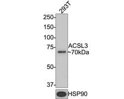 Invitrogen ACSL3 Monoclonal Antibody (A8F7) 100 &mu;L | Buy Online | Invitrogen&trade; | Fisher Scientific