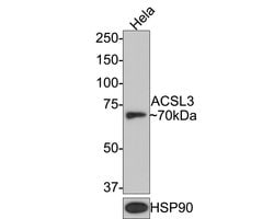 Invitrogen ACSL3 Monoclonal Antibody (A8F7) 100 &mu;L | Buy Online | Invitrogen&trade; | Fisher Scientific