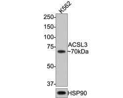 Invitrogen ACSL3 Monoclonal Antibody (A8F7) 100 &mu;L | Buy Online | Invitrogen&trade; | Fisher Scientific