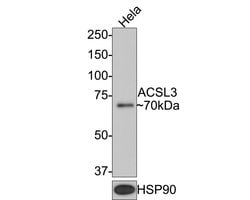 Invitrogen ACSL3 Monoclonal Antibody (A8F6) 100 &mu;L; Unconjugated:Antibodies,