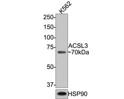 Invitrogen ACSL3 Monoclonal Antibody (A8F6) 100 &mu;L; Unconjugated:Antibodies,