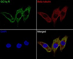 Invitrogen C1QBP Monoclonal Antibody (A8F4) 100 &mu;L; Unconjugated:Antibodies,