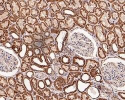 Invitrogen C1QBP Monoclonal Antibody (A8F4) 100 &mu;L; Unconjugated:Antibodies,