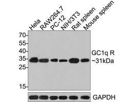 Invitrogen C1QBP Monoclonal Antibody (A8F4) 100 &mu;L; Unconjugated:Antibodies,