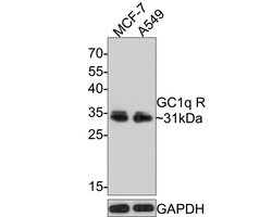 Invitrogen C1QBP Monoclonal Antibody (A8F4) 100 &mu;L; Unconjugated:Antibodies,