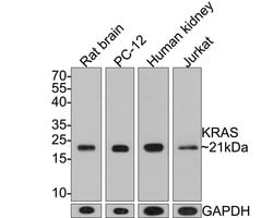 Invitrogen K-Ras Monoclonal Antibody (A8E5) 100 &mu;L; Unconjugated:Antibodies,