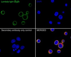 Invitrogen Lambda light chain Monoclonal Antibody (A8G5) 100 &mu;L; Unconjugated:Antibodies,