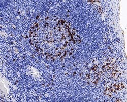 Invitrogen Lambda light chain Monoclonal Antibody (A8G5) 100 &mu;L; Unconjugated:Antibodies,