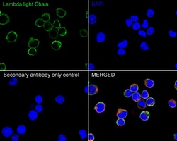 Invitrogen Lambda light chain Monoclonal Antibody (A8G3) 100 &mu;L; Unconjugated:Antibodies,