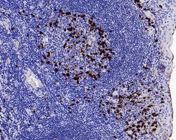 Invitrogen Lambda light chain Monoclonal Antibody (A8G3) 100 &mu;L; Unconjugated:Antibodies,